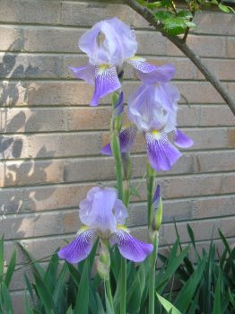 Mom's purple Iris