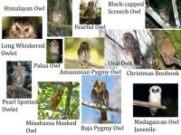 Various Owls