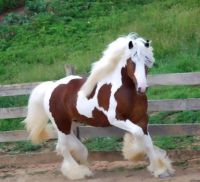 Awesome Stallion!