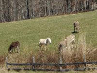 Donkeys in the brush