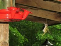 hummers 7-28-2015 088
