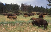 South Dakota buffalo
