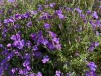 Pretty purple plant