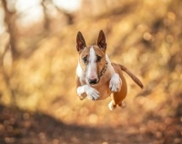 Dog in Flight