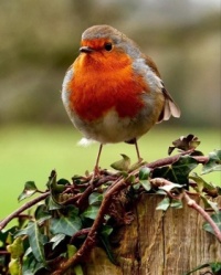 When the Red Red Robin Comes Bobbing Along
