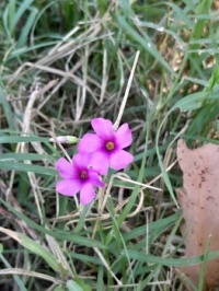 Wildflowers