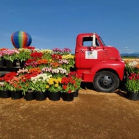 Red Truck and Tulips Baloon photobomber