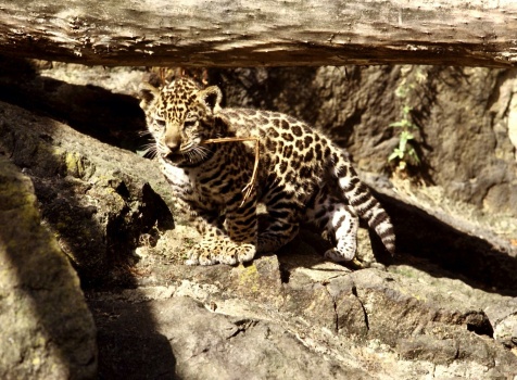 Jaguar Kitten