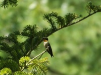 Male Hummingbird