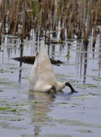 Trumpeter Swan feeding
