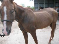 Our Newest Foster Horse 1