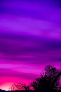 Palm Leaves and Purple Sky