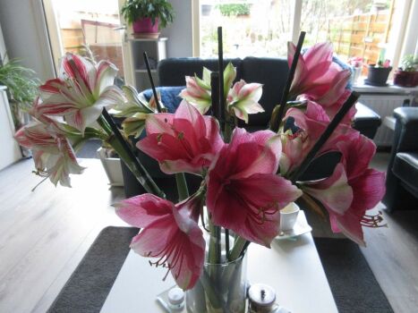 Latest (and probably last)  update on my Amaryllis bouquet!:)