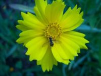 Another yellow flower and a bee?