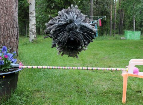 puli dog jumping