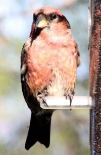 A recent visitor. We think it's a White Winged Crossbill.