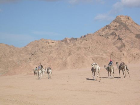 Camel riders Egypt