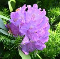 Rhodedendron Flower