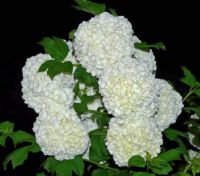 Snowball-1