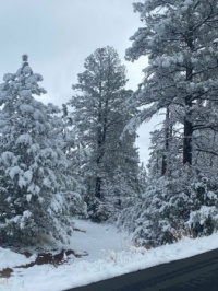 White Easter in Show Low 4-19-25