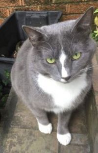 cat 4