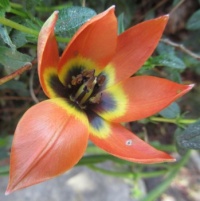 Perennial Tulip close up