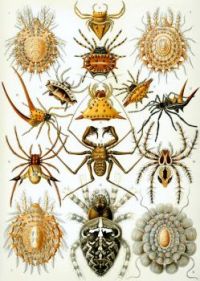 Haeckel_Arachnida