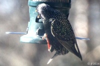 Starling