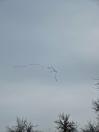Cranes.