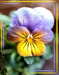 💜🌿💛 Pansies 💛🌿💜