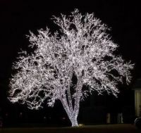 Beautiful tree