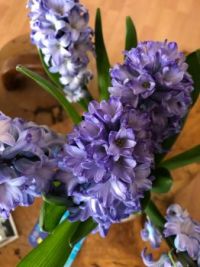 En ze ruiken zo lekker, hyacinten