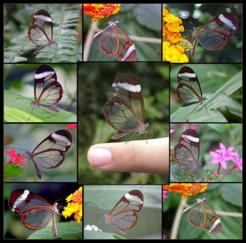 Transparent Butterflies