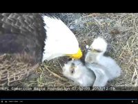 feed my babies