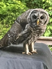 Barred owl - Bothell (Seattle suburb) 9/5/23