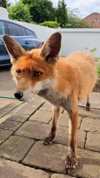 Solve Tahlulah The Fox Waiting For Her Dinner jigsaw puzzle online with