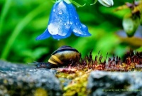 Snail under blue bell umbrella 💧