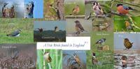English Birds 1
