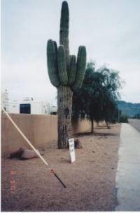 Arizona plants
