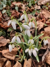 First Snowdrops of 2024