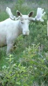 Very Rare, White Moose!