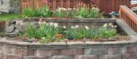 Tulips Beds