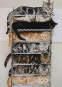 Tower of Cats