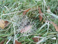 Spinnennetz mit Raureif im Gras - Spider web with hoarfrost in the grass