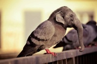 1 ~ The Elepigeon.