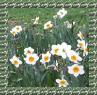 Narcisy...  Daffodils ...