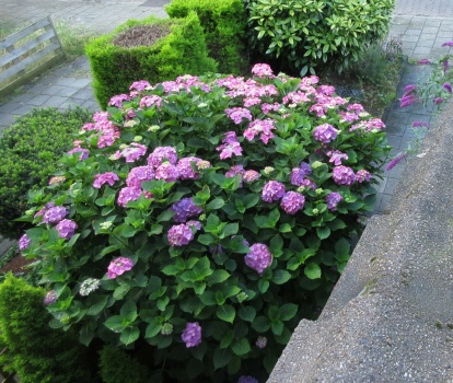Solve Aerial photo of my huge Hydrangea jigsaw puzzle online with 30 pieces