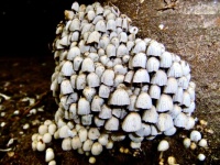 Fungus Finds