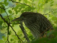 Juvenile Black-crowned Night Heron