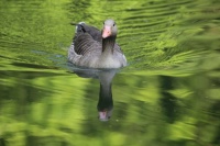 FAST DUCK